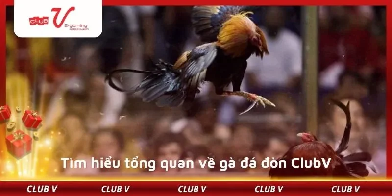Tìm hiểu tổng quan về gà đá đòn ClubV