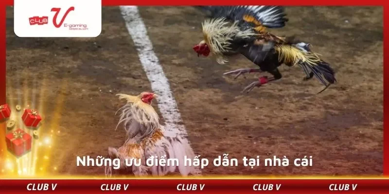 Những ưu điểm hấp dẫn tại nhà cái